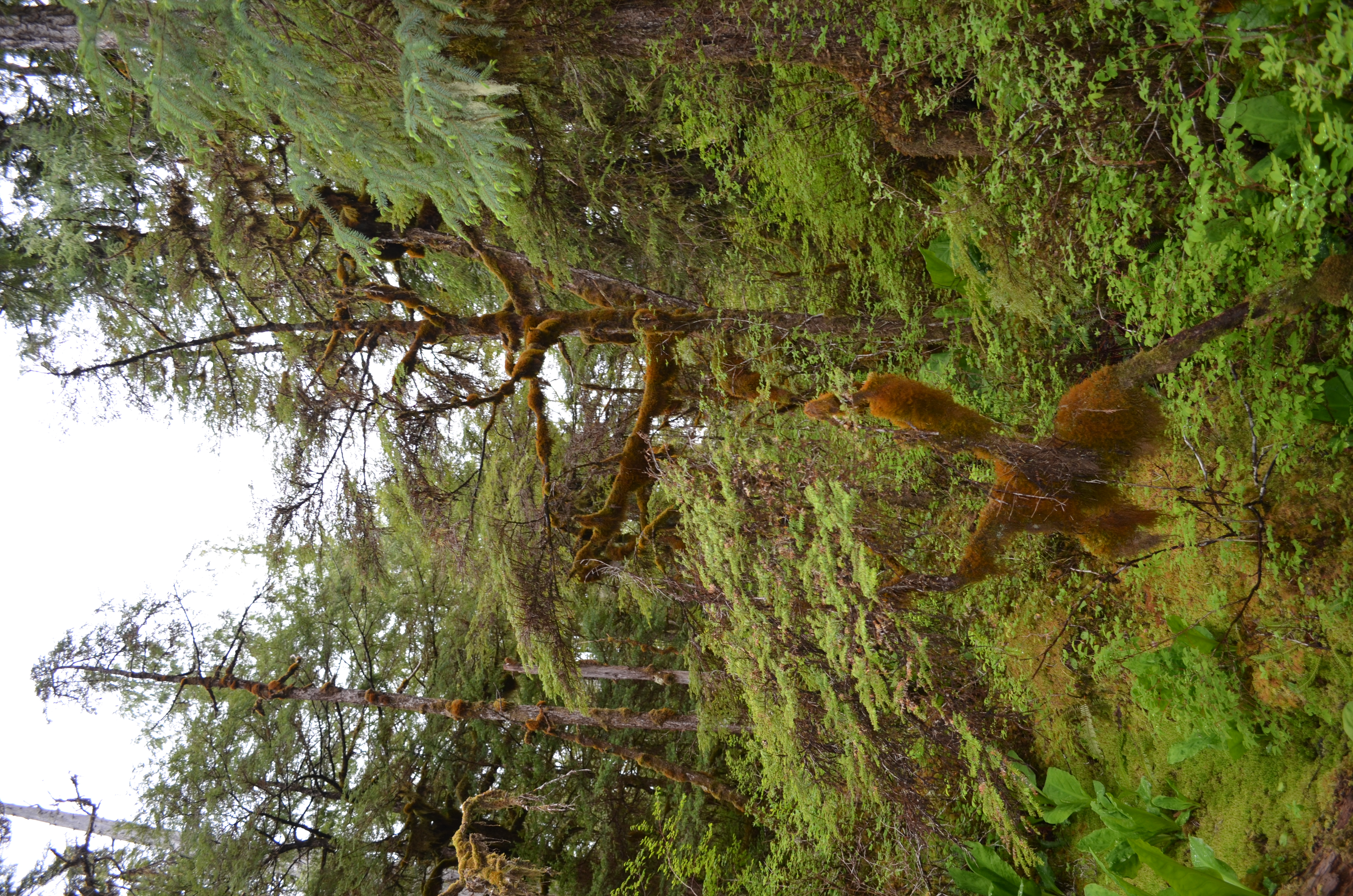 ./2017/08 - Alaska Cruise/11 - Ketchikan/DSC_0521.JPG